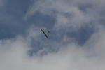 gal/Caterham_7/Wings_and_Wheels_Dunsfold_2011/_thb_IMG_5847.JPG
