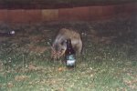 gal/Holidays_and_Trips/Oz_2002/Alice_and_The_Rock/_thb_oz7-15a.jpg