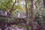 gal/Holidays_and_Trips/Oz_2002/Daintree_Rainforest,_Mossman_Gorge_and_Crocs/_thb_oz6-07a.jpg