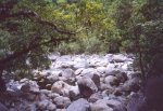 gal/Holidays_and_Trips/Oz_2002/Daintree_Rainforest,_Mossman_Gorge_and_Crocs/_thb_oz6-09a.jpg