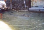 gal/Holidays_and_Trips/Oz_2002/Daintree_Rainforest,_Mossman_Gorge_and_Crocs/_thb_oz6-14a.jpg