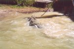 gal/Holidays_and_Trips/Oz_2002/Daintree_Rainforest,_Mossman_Gorge_and_Crocs/_thb_oz6-15a.jpg