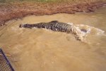 gal/Holidays_and_Trips/Oz_2002/Daintree_Rainforest,_Mossman_Gorge_and_Crocs/_thb_oz6-17a.jpg