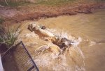 gal/Holidays_and_Trips/Oz_2002/Daintree_Rainforest,_Mossman_Gorge_and_Crocs/_thb_oz6-18a.jpg