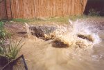 gal/Holidays_and_Trips/Oz_2002/Daintree_Rainforest,_Mossman_Gorge_and_Crocs/_thb_oz6-19a.jpg