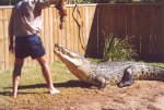 gal/Holidays_and_Trips/Oz_2002/Daintree_Rainforest,_Mossman_Gorge_and_Crocs/_thb_oz6-21a.jpg