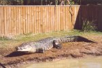 gal/Holidays_and_Trips/Oz_2002/Daintree_Rainforest,_Mossman_Gorge_and_Crocs/_thb_oz6-23a.jpg