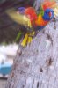 gal/Holidays_and_Trips/Oz_2002/Whitsunday_Islands_(part_2)/_thb_oz6-02a.jpg